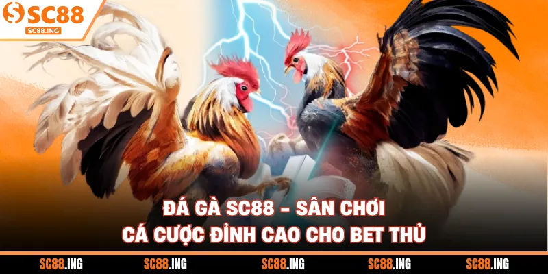 Đá Gà SC88 - Sân Chơi Cá Cược Đỉnh Cao Cho Bet Thủ